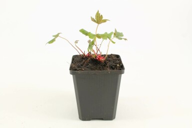 Pracht-Storchschnabel Geranium nodosum 5-10 Topf 9x9 cm (P9)
