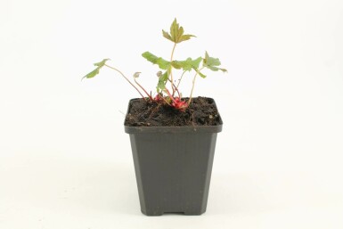 Pracht-Storchschnabel Geranium nodosum 5-10 Topf 9x9 cm (P9) Geranium nodosum