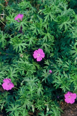 Blut-Storchschnabel Geranium sanguineum 5-10 Topf 9x9 cm (P9) Geranium sanguineum