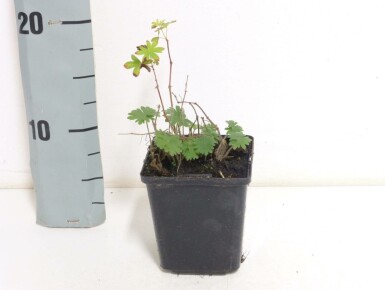 Blut-Storchschnabel Geranium sanguineum 5-10 Topf 9x9 cm (P9) Geranium sanguineum