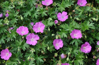 Garten-Blut-Storchschnabel Geranium sanguineum 'Max Frei' 10-15 Topf 2 ltr. (C2) Geranium sanguineum 'Max Frei'