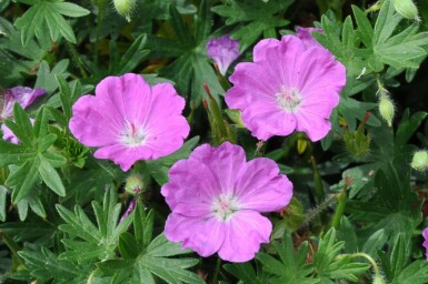 Garten-Blut-Storchschnabel Geranium sanguineum 'Max Frei' 5-10 Topf 9x9 cm (P9) Geranium sanguineum 'Max Frei'