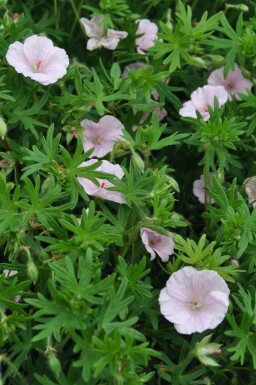 Garten-Blut-Storchschnabel Geranium sanguineum 'Striatum' 5-10 Topf 9x9 cm (P9) Geranium sanguineum 'Striatum'