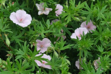 Garten-Blut-Storchschnabel Geranium sanguineum 'Striatum' 5-10 Topf 9x9 cm (P9) Geranium sanguineum 'Striatum'