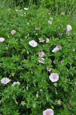 Garten-Blut-Storchschnabel Geranium sanguineum 'Striatum' 5-10 Topf 9x9 cm (P9) Geranium sanguineum 'Striatum'