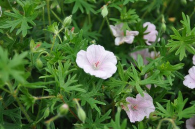 Garten-Blut-Storchschnabel Geranium sanguineum 'Striatum' 5-10 Topf 9x9 cm (P9) Geranium sanguineum 'Striatum'