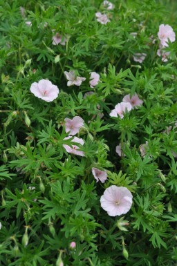 Garten-Blut-Storchschnabel Geranium sanguineum 'Striatum' 5-10 Topf 9x9 cm (P9) Geranium sanguineum 'Striatum'