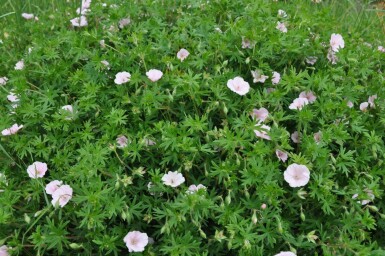 Garten-Blut-Storchschnabel Geranium sanguineum 'Striatum' 5-10 Topf 9x9 cm (P9) Geranium sanguineum 'Striatum'