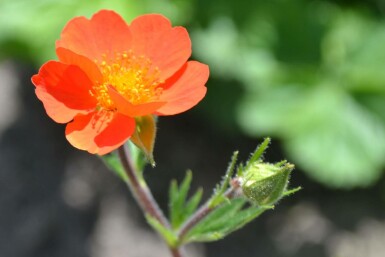 Nelkenwurz Geum coccineum 'Borisii' 10-15 Topf 2 ltr. (C2) Geum coccineum 'Borisii'