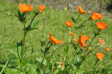 Nelkenwurz Geum coccineum 'Borisii' 5-10 Topf 9x9 cm (P9) Geum coccineum 'Borisii'