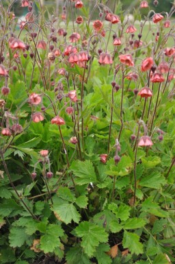 Bach-Nelkenwurz Geum rivale 'Leonard's Variety' 5-10 Topf 9x9 cm (P9) Geum rivale 'Leonard's Variety'