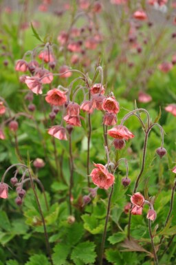 Bach-Nelkenwurz Geum rivale 'Leonard's Variety' 5-10 Topf 9x9 cm (P9)