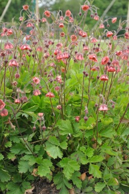 Bach-Nelkenwurz Geum rivale 'Leonard's Variety' 5-10 Topf 9x9 cm (P9)