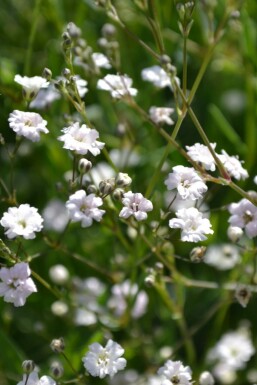 Kriechendes Schleierkraut Gypsophila paniculata 'Rosenschleier' 5-10 Topf 9x9 cm (P9)