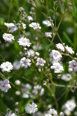 Kriechendes Schleierkraut Gypsophila paniculata 'Rosenschleier' 5-10 Topf 9x9 cm (P9) Gypsophila paniculata 'Rosenschleier'