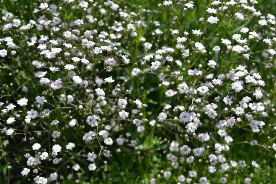 Kriechendes Schleierkraut Gypsophila paniculata 'Rosenschleier' 5-10 Topf 9x9 cm (P9) Gypsophila paniculata 'Rosenschleier'