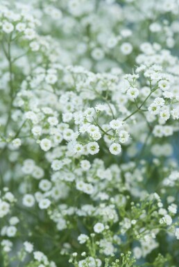 Schleierkraut Gypsophila paniculata 'Schneeflocke' 5-10 Topf 9x9 cm (P9) Gypsophila paniculata 'Schneeflocke'