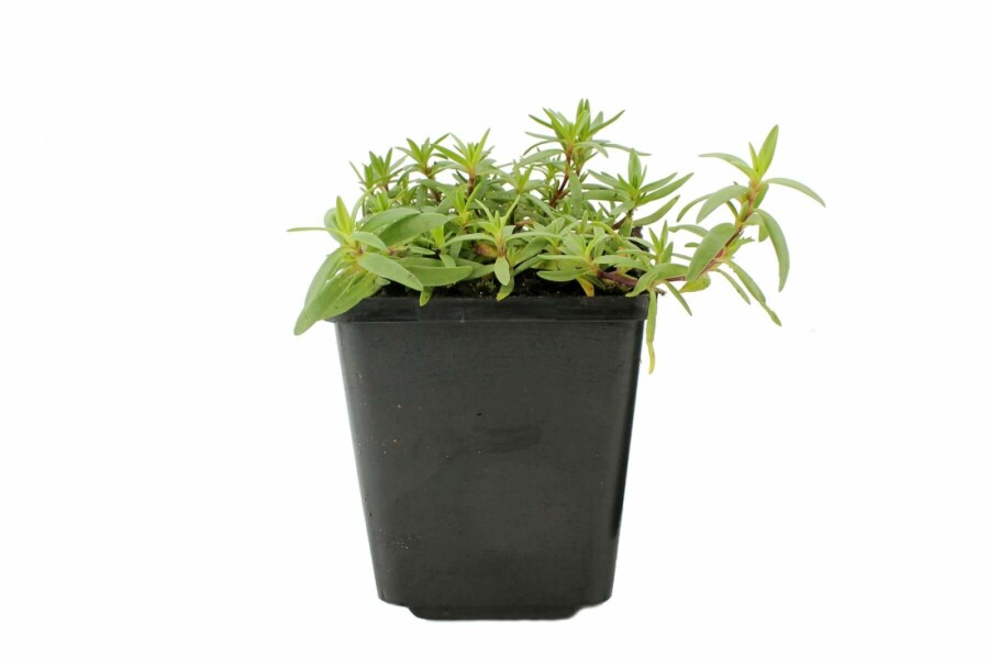 Garten-Schleierkraut Gypsophila repens 'Rosea' 5-10 Topf 9x9 cm (P9) Gypsophila repens 'Rosea'