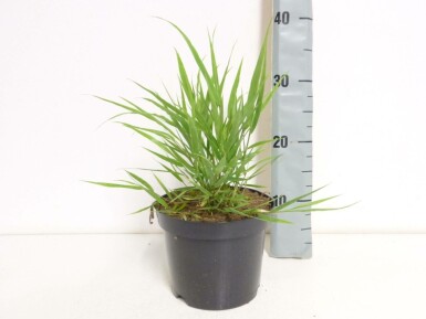 Japan-Berggras Hakonechloa macra 10-15 Topf 2 ltr. (C2) Hakonechloa macra