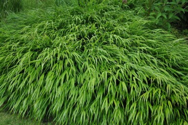 Japan-Berggras Hakonechloa macra 10-15 Topf 2 ltr. (C2) Hakonechloa macra