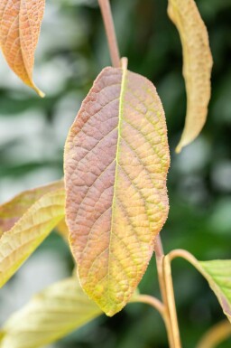 Schneeglöckchenbaum Halesia carolina Strauch 20-30 Topf 3 ltr. (C3)