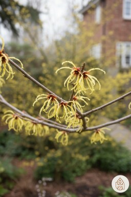 Hamamelis intermedia 'Arnold Promise' Strauch 80-100 cm