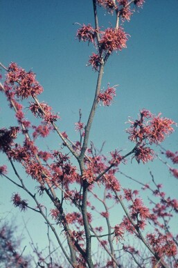 Zaubernuss Hamamelis intermedia 'Jelena' Strauch 40-50 Topf 2 ltr. (C2)