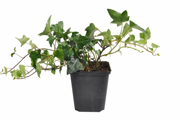 Efeu / Gemeiner Efeu Hedera Helix P9 5-10 cm