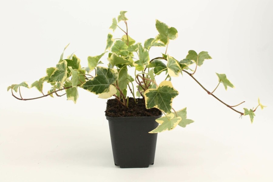 Gelbbunter Efeu Hedera helix 'Goldchild' 5-10 Topf 9x9 cm (P9) Hedera helix 'Goldchild'