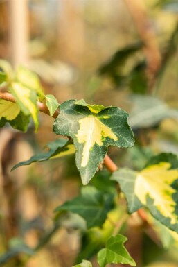 Efeu Hedera helix 'Goldheart' 5-10 Topf 9x9 cm (P9)