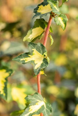 Efeu Hedera helix 'Goldheart' 5-10 Topf 9x9 cm (P9)