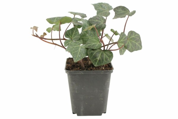 Hedera helix 'Woerner' (Efeu 'Wrner') kaufen P9 | Heijnen Pflanzen