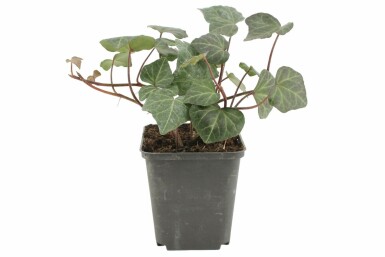 Efeu Hedera helix 'Woerner' 5-10 Topf 9x9 cm (P9) Hedera helix 'Woerner'