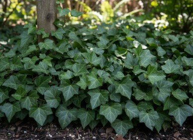 Hedera helix 'Woerner'