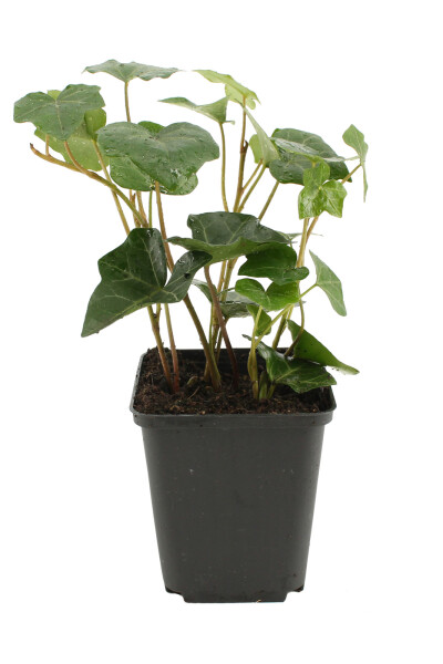 Irischer Efeu Hedera hibernica 5-10 Topf 9x9 cm (P9) Efeu / Irischer Efeu Hedera Hibernica P9 5-10 cm