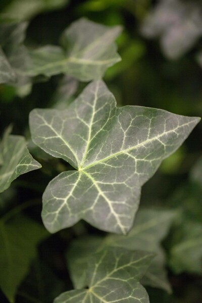 Efeu / Irischer Efeu Hedera Hibernica P9 5-10 cm