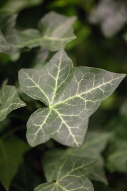 Irischer Efeu Hedera hibernica 5-10 Topf 9x9 cm (P9) Efeu / Irischer Efeu Hedera Hibernica P9 5-10 cm