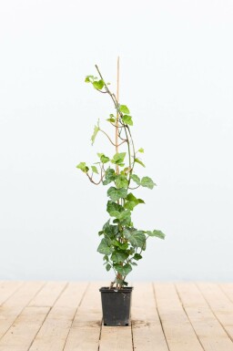 Efeu / Irischer Efeu Hedera Hibernica P9 40-60 cm