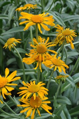 Frühsommer Sonnenbraut Helenium hoopesii 5-10 Topf 9x9 cm (P9) Helenium hoopesii