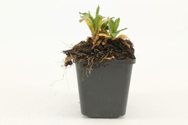 Frühsommer Sonnenbraut Helenium hoopesii 5-10 Topf 9x9 cm (P9) Helenium hoopesii