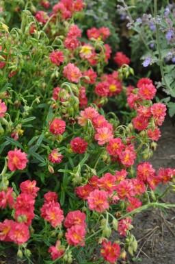 Helianthemum 'Amabile Plenum'