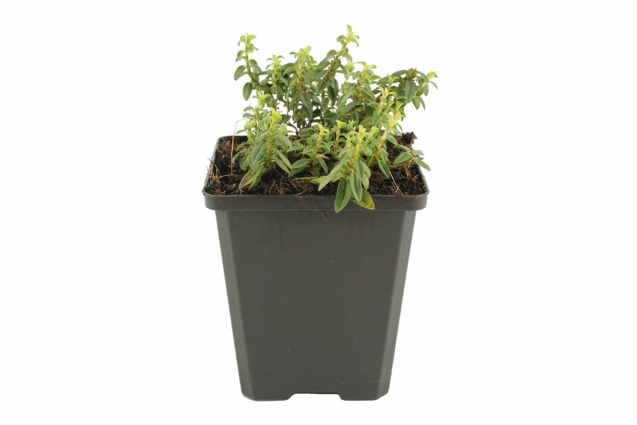 Sonnenröschen Helianthemum 'Golden Queen' 5-10 Topf 9x9 cm (P9) Helianthemum 'Golden Queen'