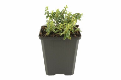 Sonnenröschen Helianthemum 'Golden Queen' 5-10 Topf 9x9 cm (P9) Helianthemum 'Golden Queen'