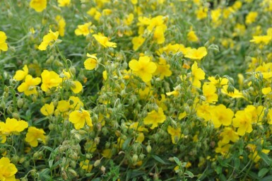 Sonnenröschen Helianthemum 'Golden Queen' 5-10 Topf 9x9 cm (P9)