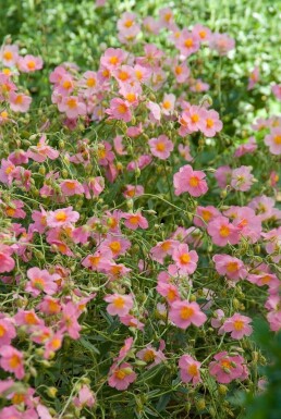 Rosa Sonnenröschen Helianthemum hybride 'Lawrenson's Pink' 5-10 Topf 9x9 cm (P9) Helianthemum hybride 'Lawrenson's Pink'