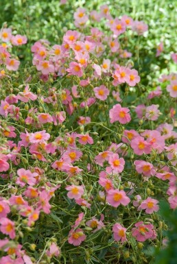 Rosa Sonnenröschen Helianthemum hybride 'Lawrenson's Pink' 5-10 Topf 9x9 cm (P9)