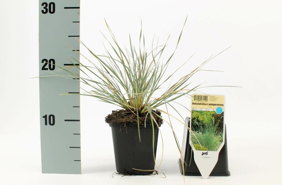Blaustrahlhafer Helictotrichon sempervirens 5-10 Topf 9x9 cm (P9) Helictotrichon sempervirens