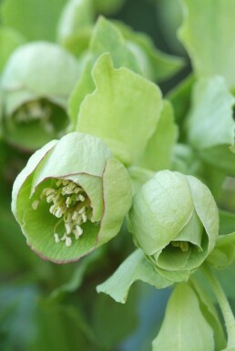 Stinkender Nieswurz Helleborus foetidus 5-10 Topf 9x9 cm (P9)