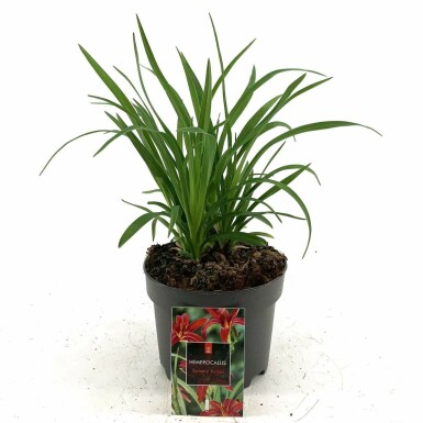 Garten-Taglilie Hemerocallis 'Sammy Russell' 10-15 Topf 2 ltr. (C2) Hemerocallis 'Sammy Russell'