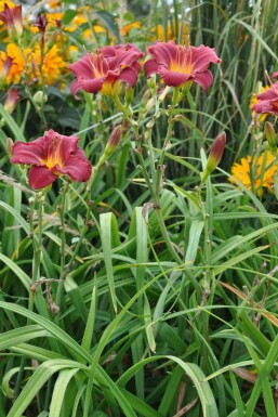 Garten-Taglilie Hemerocallis 'Sammy Russell' 5-10 Topf 9x9 cm (P9)